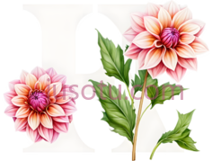 花,字母,字体,白色, PNG