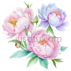 牡丹花,水彩画,粉色,紫色PNG