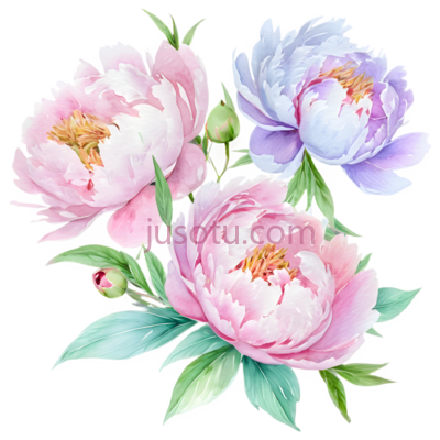 牡丹花,水彩画,粉色,紫色, PNG
