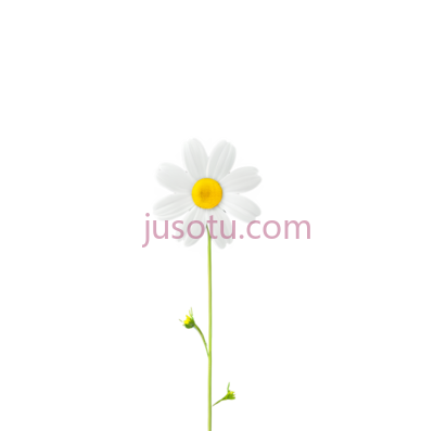 可爱,雏菊, PNG