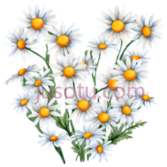 雏菊,小花, PNG