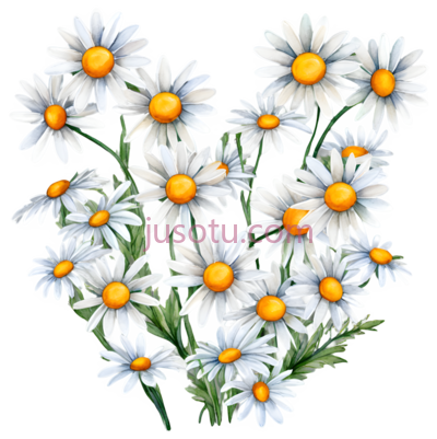 雏菊,小花, PNG