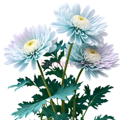 菊花,花朵, PNG