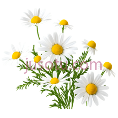 菊花,插画,白色,黄色,绿色PNG