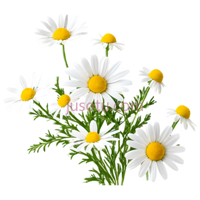 菊花,插画,白色,黄色,绿色, PNG