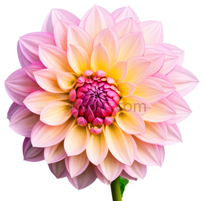 大丽花,花朵,花卉, PNG