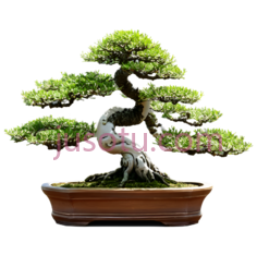 弯曲盆景PNG