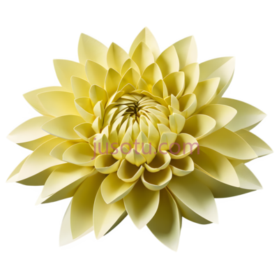菊花,折纸, PNG