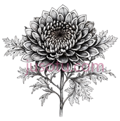 菊花,黑白插画,黑色背景上的白色PNG