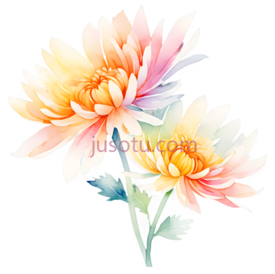 菊花,水彩画,黄色,橙色,粉色, PNG