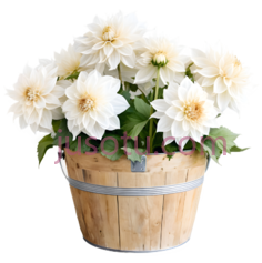 菊花,盆栽,白色PNG