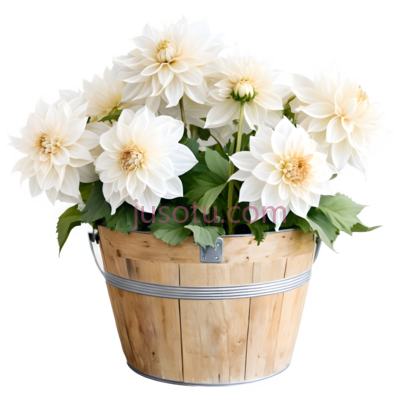 菊花,盆栽,白色, PNG