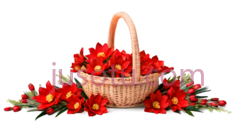 花篮,手绘,红色PNG