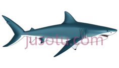 鲨鱼,3D,蓝色PNG