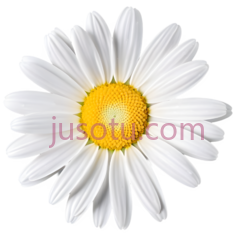 黄色,雏菊PNG
