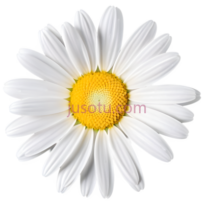 黄色,雏菊, PNG