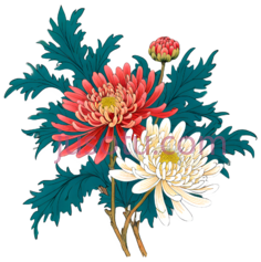 菊花,插画,红色,白色PNG