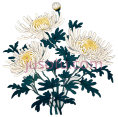 菊花, PNG