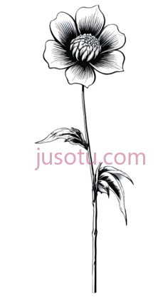 花,线条画,黑白PNG