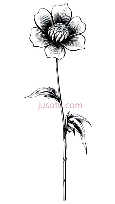 花,线条画,黑白, PNG