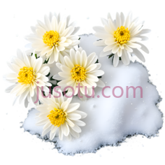 菊花,白色花瓣,黄色花蕊,白色PNG