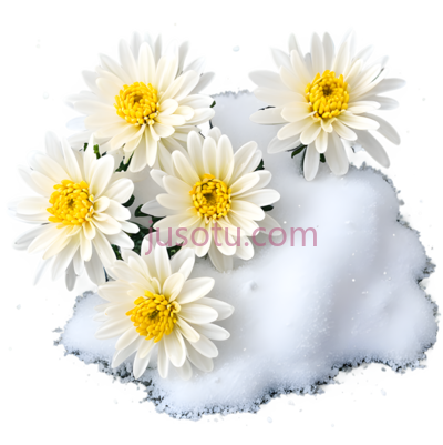 菊花,白色花瓣,黄色花蕊,白色, PNG