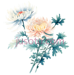 菊花,花卉PNG