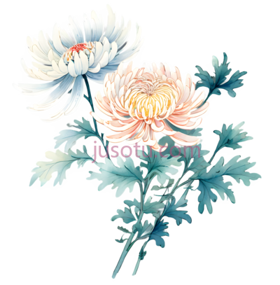 菊花,花卉, PNG