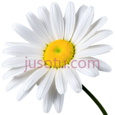 黄色,雏菊PNG