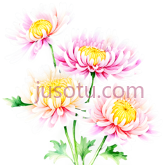 菊花, PNG