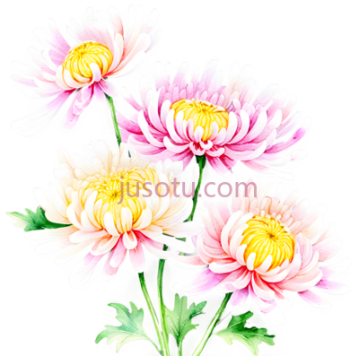 菊花, PNG