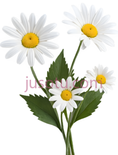 菊花,插画,白色,黄色PNG