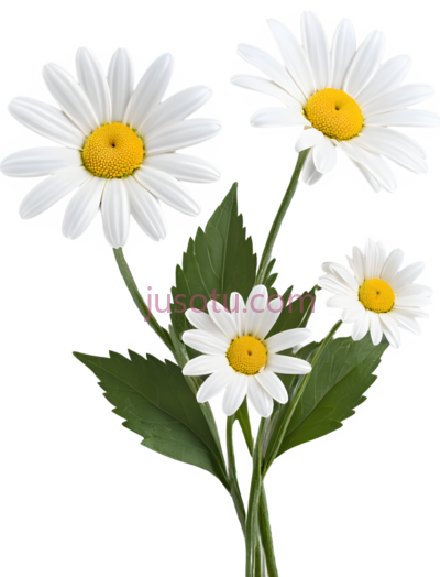 菊花,插画,白色,黄色, PNG