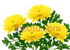 菊花,自然,黄色PNG