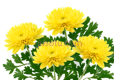 菊花,自然,黄色, PNG
