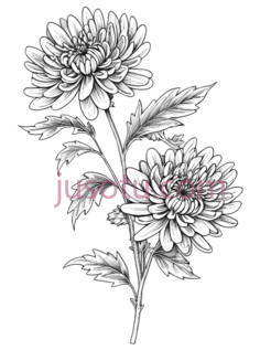 菊花,线条画,白色PNG