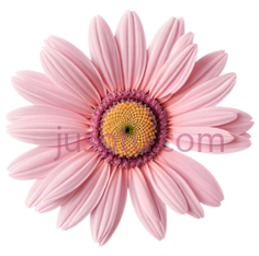 粉色,雏菊PNG