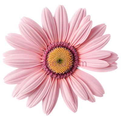 粉色,雏菊, PNG