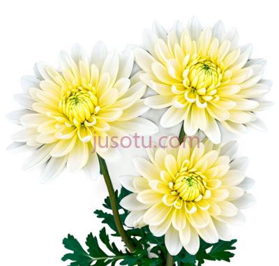 秋菊, PNG