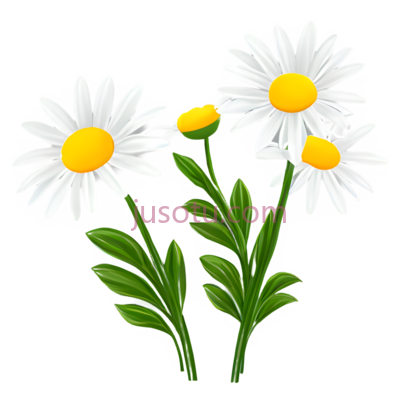 可爱,雏菊, PNG