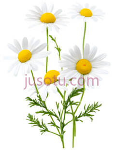 雏菊,插画,白色,黄色PNG