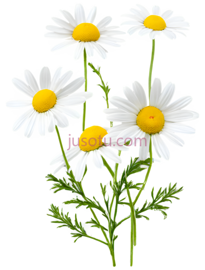 雏菊,插画,白色,黄色, PNG