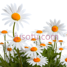 雏菊,自然,白色,橙色PNG