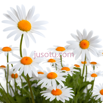 雏菊,自然,白色,橙色, PNG