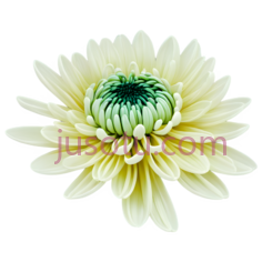菊花,菊花PNG