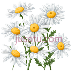 雏菊,插画,白色花瓣, 黄色花心PNG
