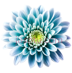 花,摄影,蓝色PNG