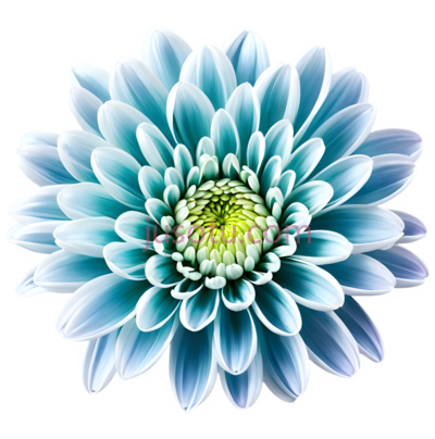 花,摄影,蓝色, PNG