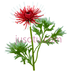 菊花,插画,红色,绿色PNG