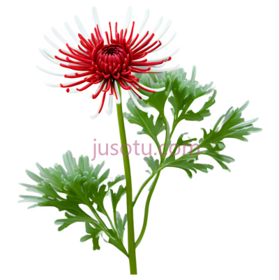 菊花,插画,红色,绿色, PNG